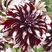 Dalia Flores Grandes Decorativa 'Tartan'